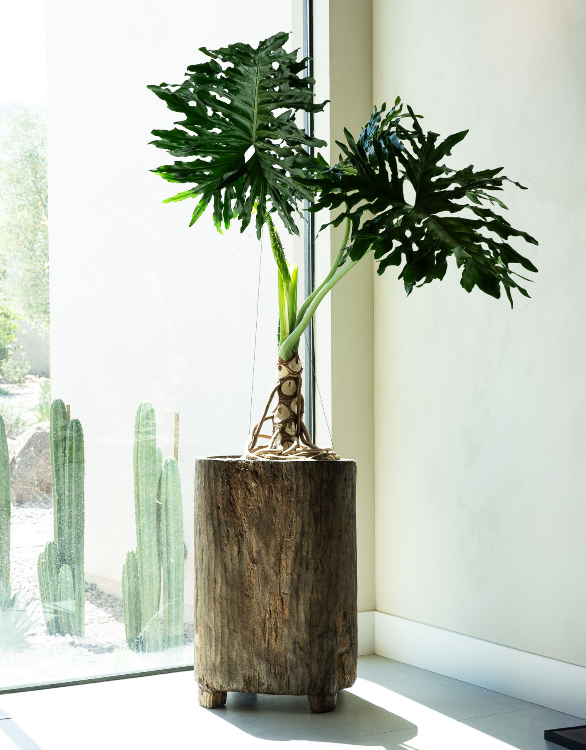 A split leaf plant is styled in the corner of a space in a large actual trunk-like wood pot next to a cream wall and glass windows looking to the garden with cacti planted outside along the window