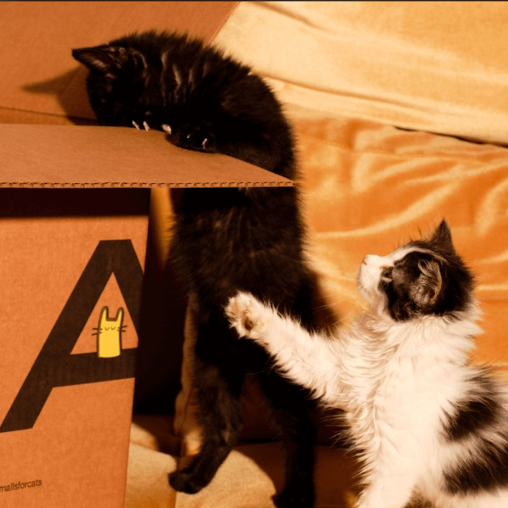 Two kittens playing in a Smalls box