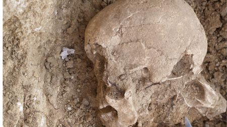 A close up of a light brown skull looking to the left of the image, half unearthed in dusty mud