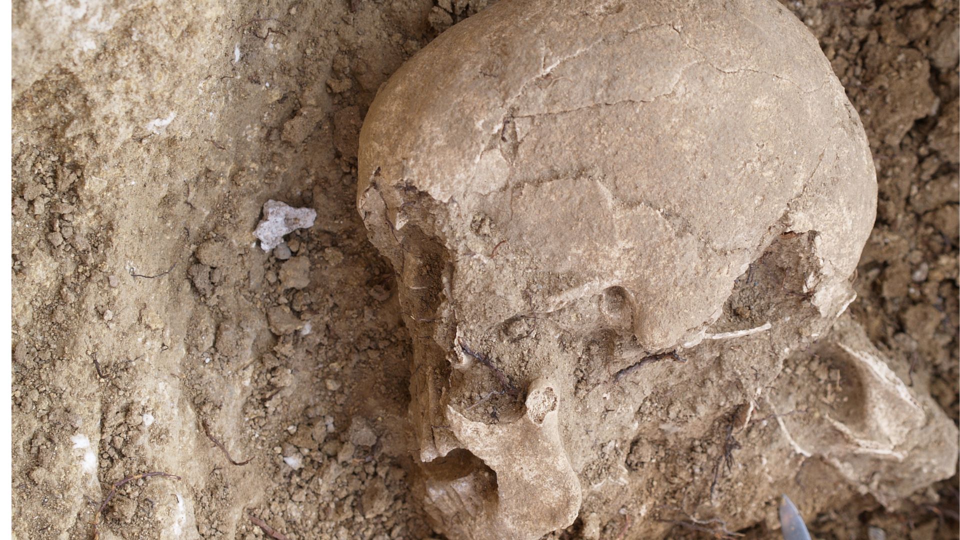 A close up of a light brown skull looking to the left of the image, half unearthed in dusty mud