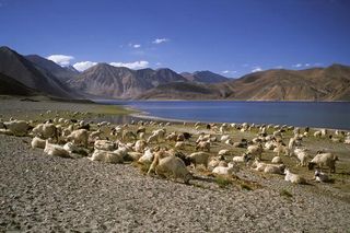 changtang-tibetan-plateau-100715-02
