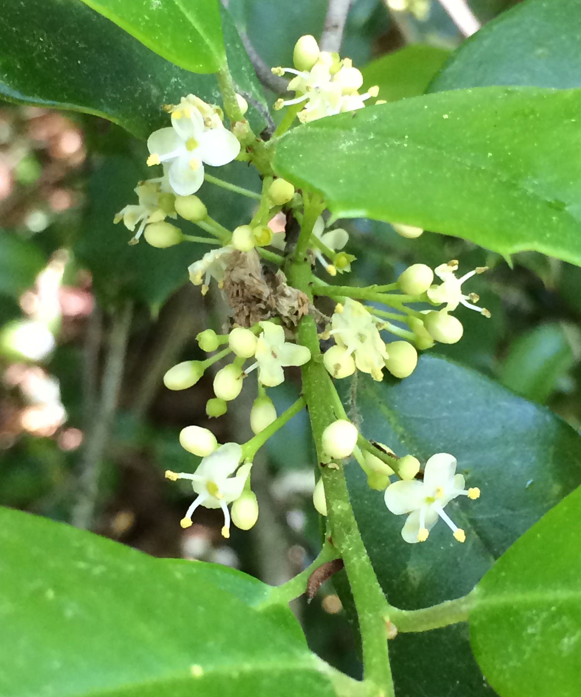 How and when to prune holly bushes for the best results Gardeningetc