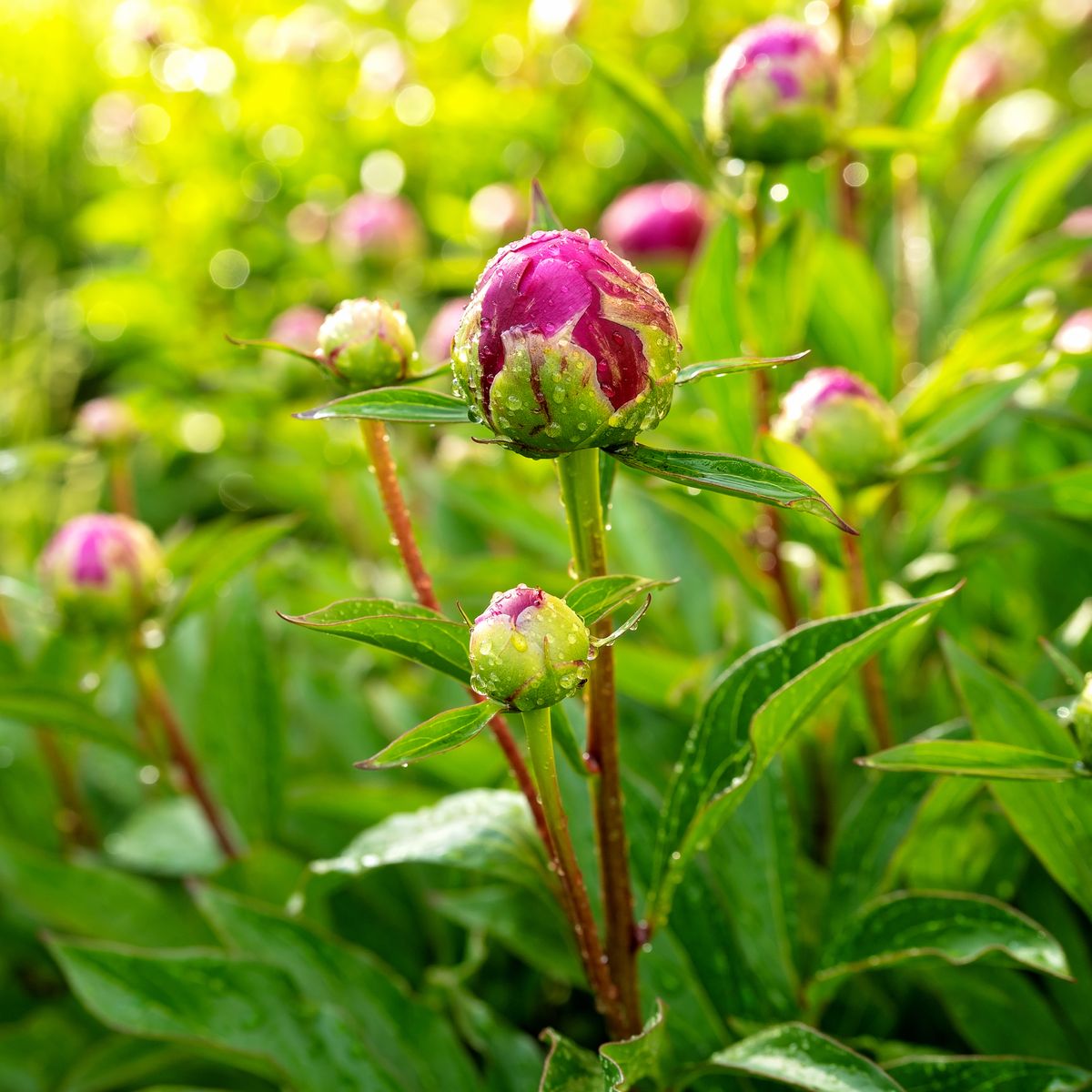 Peonies Not Blooming? 6 Reasons Why & How To Get More Blooms