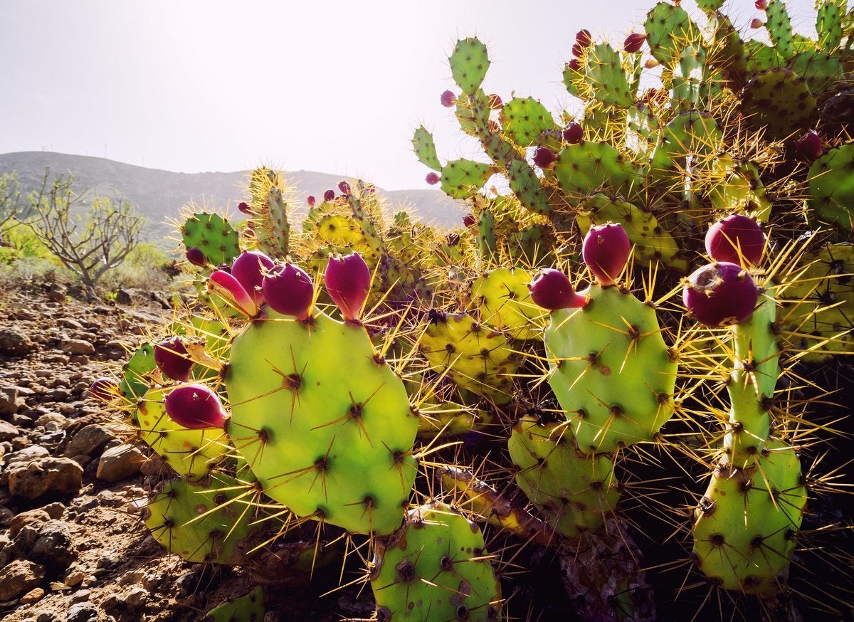 Zone 9 Cactus Info Selecting A Cactus For Zone 9 Regions Gardening