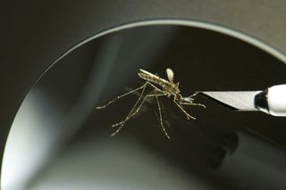 Mosquito being prepped for surgery in lab experiment