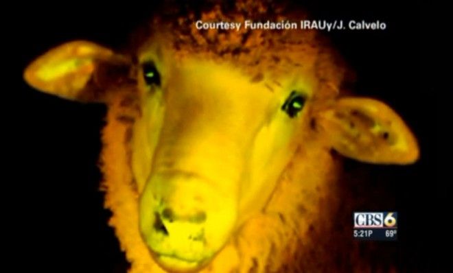 Glowing sheep