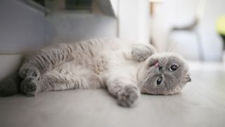 Scottish Fold rolling on their side on floor