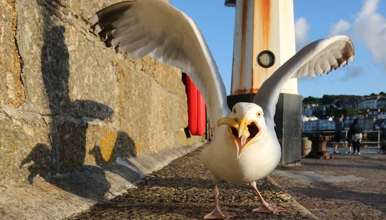 A seagull landing on the pavement