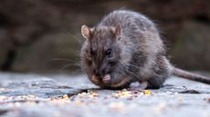 A rodent is seen eating seeds in New York, NY, United States