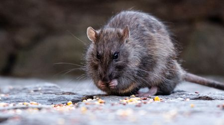 A rodent is seen eating seeds in New York, NY, United States