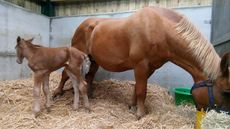 Thorpeley-filly2.jpg