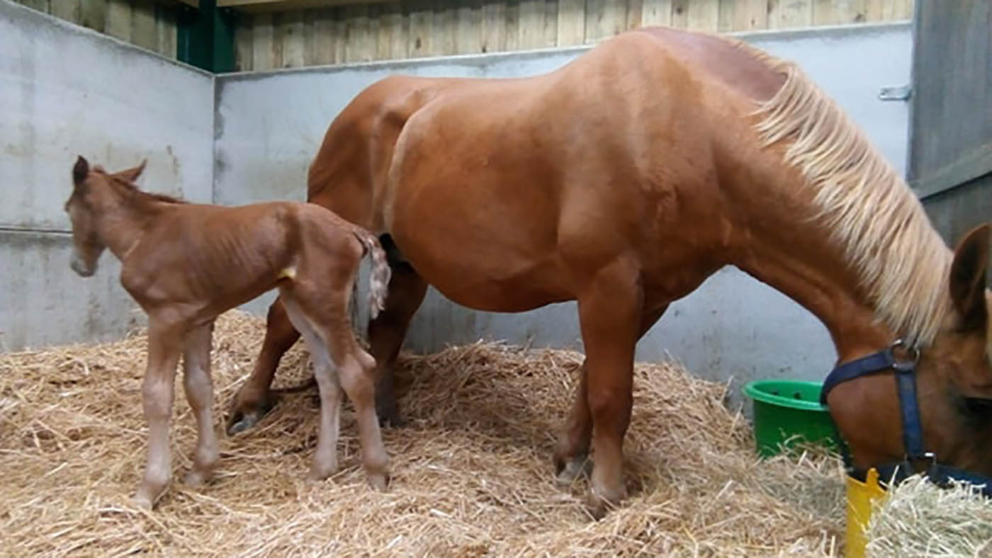 Thorpeley-filly2.jpg