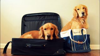 Two retrievers sitting in suitcases