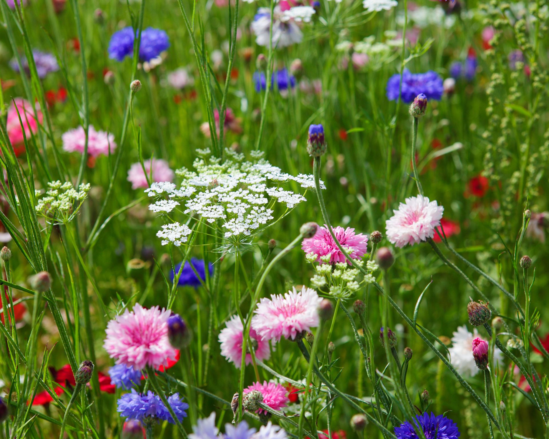 How to plant a wildflower meadow in gardens of all sizes Homes & Gardens