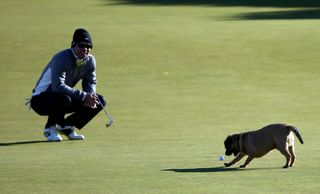 Dog picks up Paul Casey's golf ball