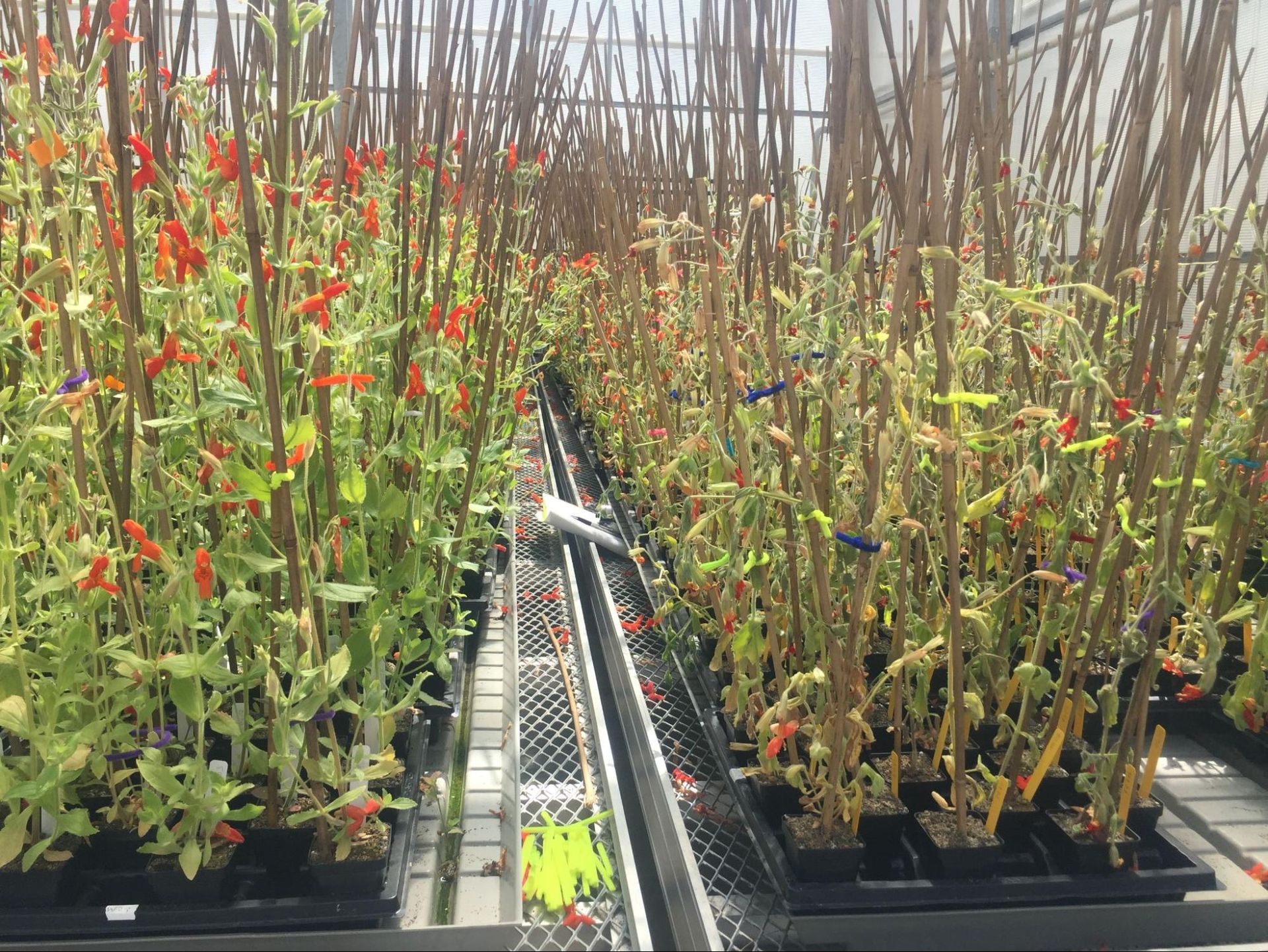 A series of small green shoots with red flowers on them in a greenhouse