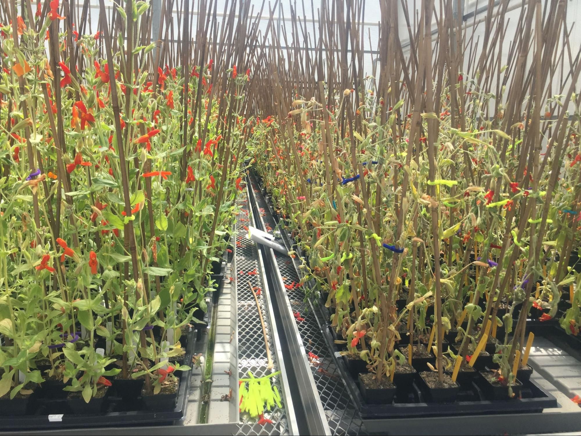 A series of small green shoots with red flowers on them in a greenhouse