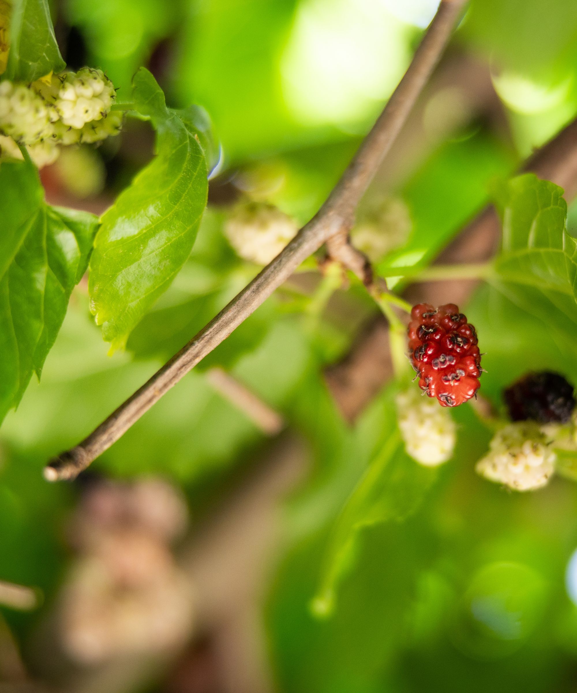 Mulberries on young branches