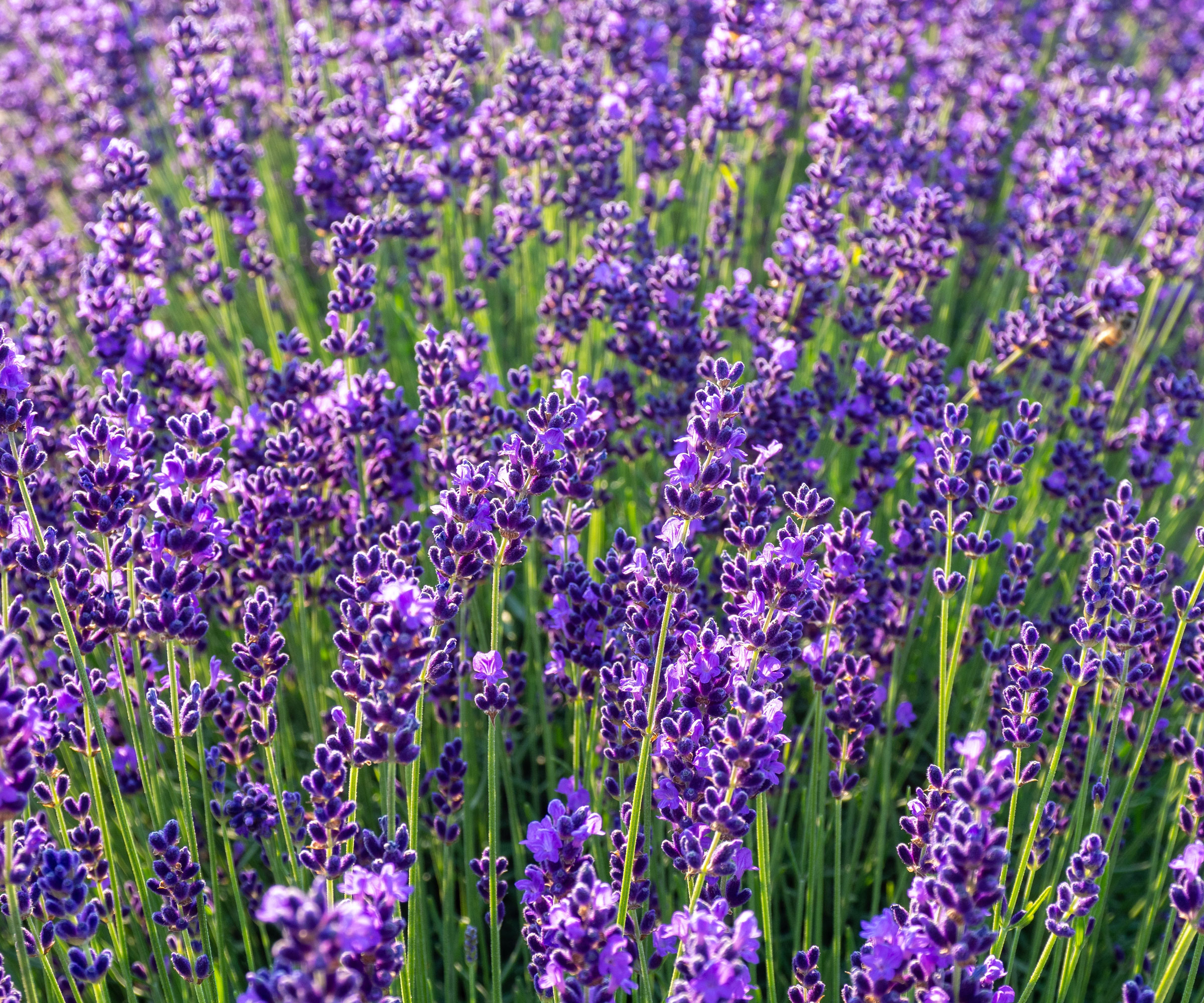 lavender Hidcote flowering in garden