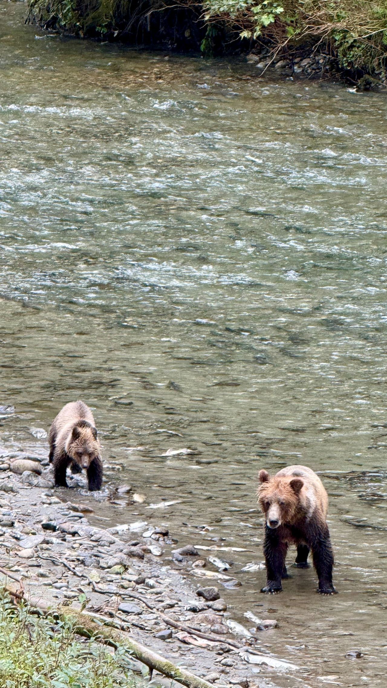 Canadian wilderness pictures
