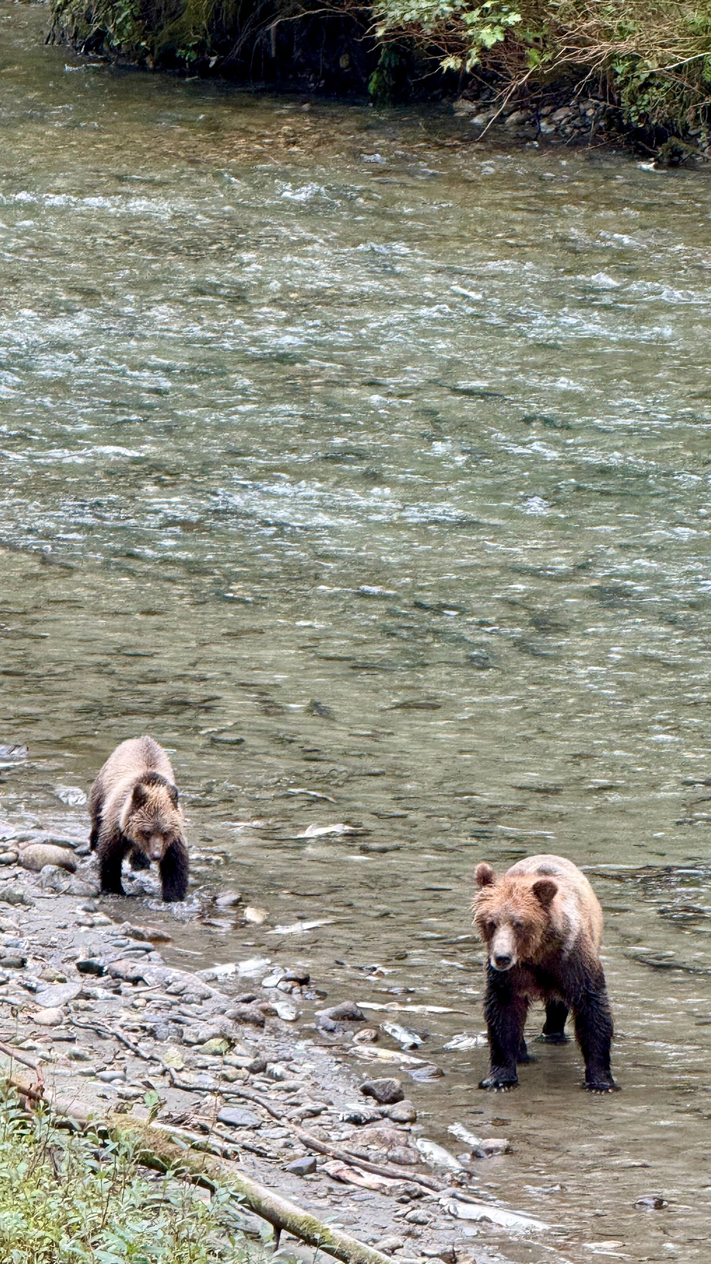 Canadian wilderness pictures