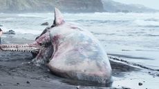 sperm whale dead on a beach with the sea in the background