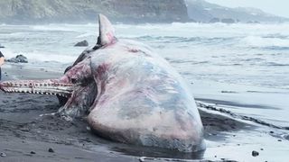sperm whale dead on a beach with the sea in the background