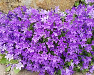 purple blooms of Campanula portenschlagiana growing in a wall