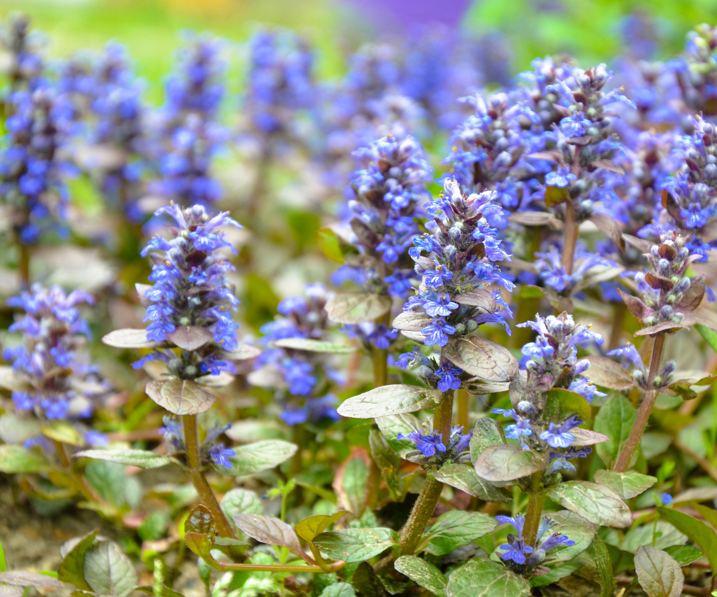 bugleweed with blue flowers
