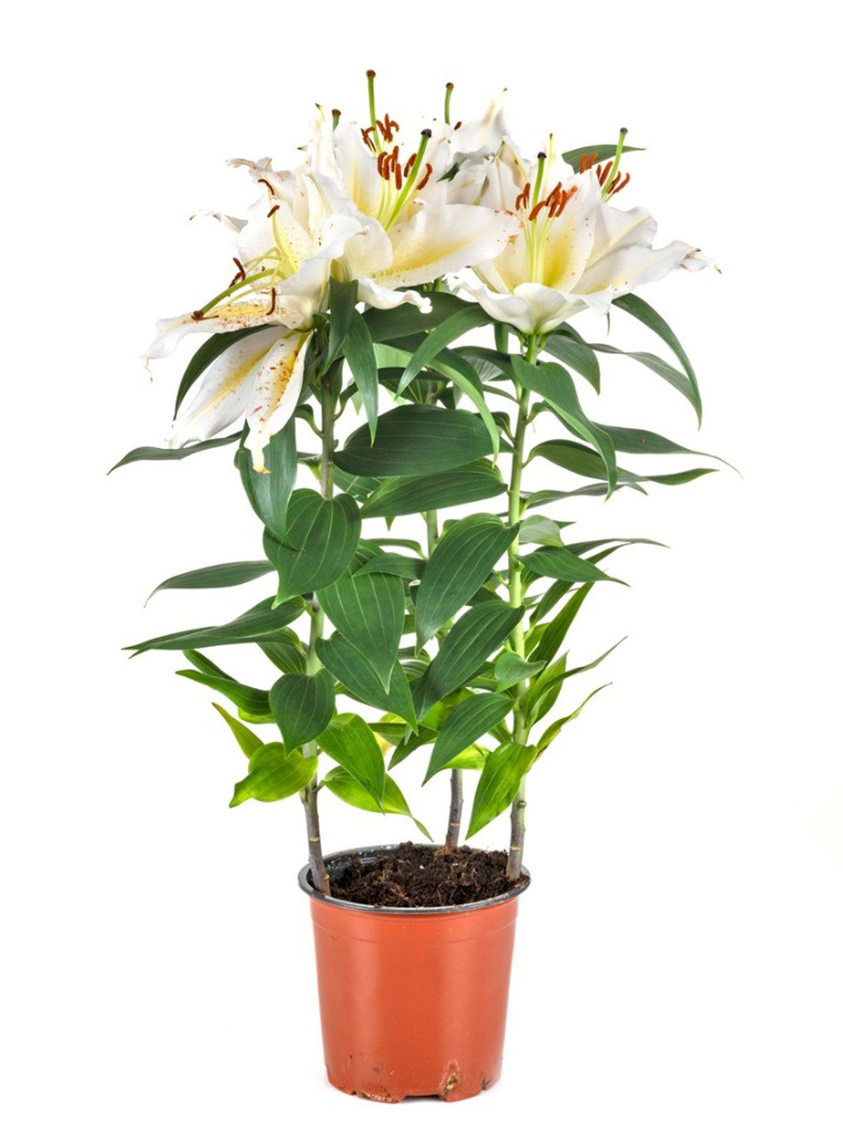 Buy Amaryllis Lily (Any Color) - Plant online from Nurserylive at lowest  price.