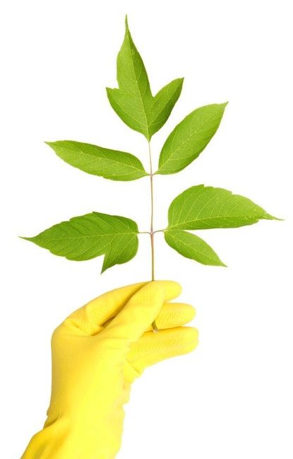 Yellow Gloved Hand Holding A Plant Cutting