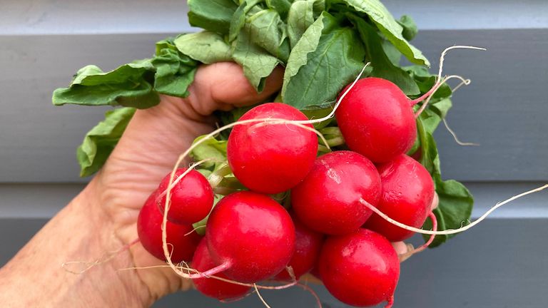 when to plant radishes crop in hand