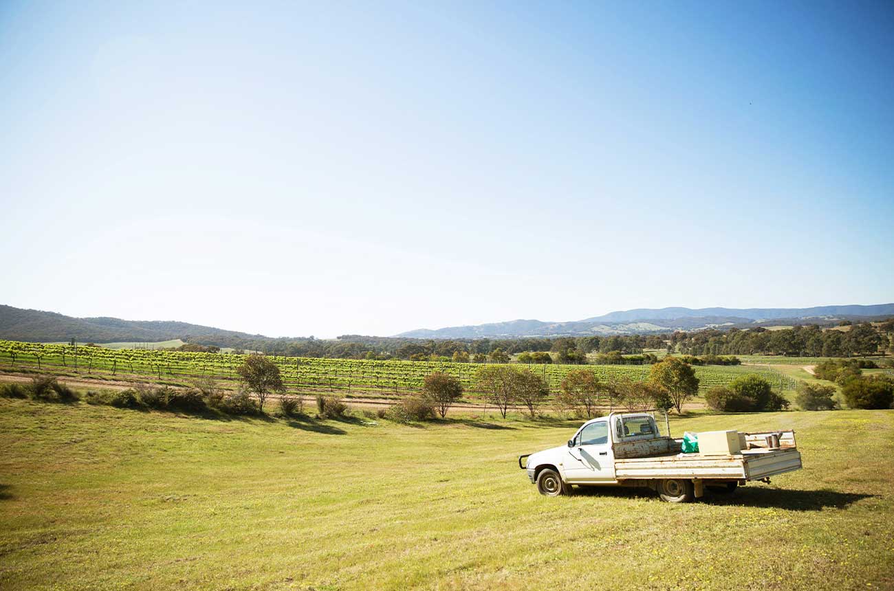 Shiraz Central vineyards with utility truck