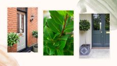 Compilation image showing potted evergreen bay trees beside front doors to support expert advice why are my bay tree leaves brown