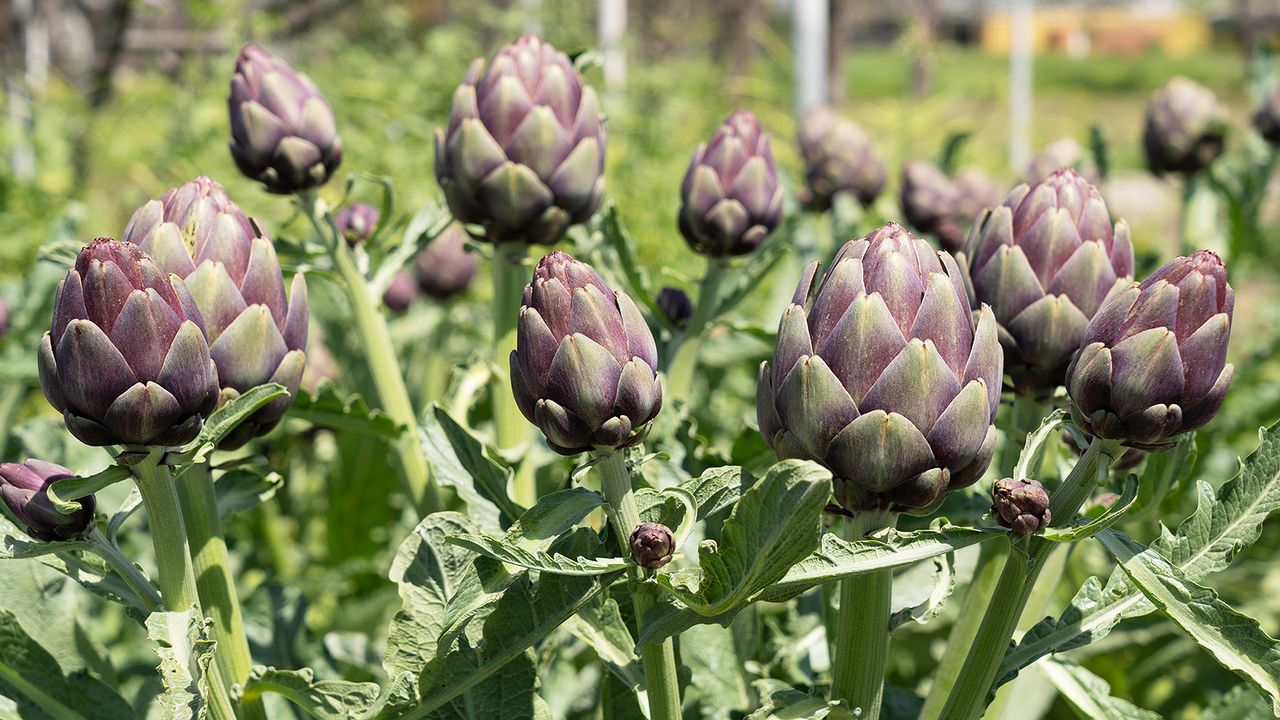 Organic artichokes ready for picking