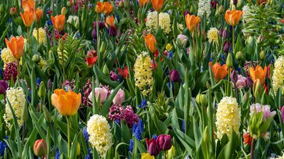 spring bulbs