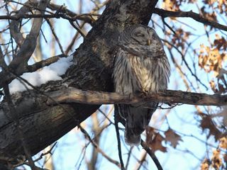 This barred owl is fast asleep during the day.