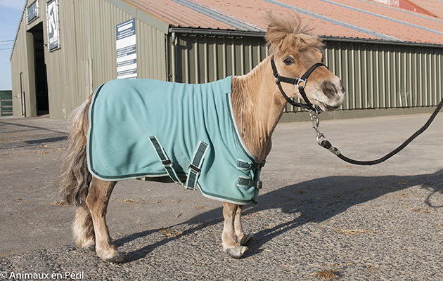 ponynowAnimaux-en-Pe%CC%81ril.jpg