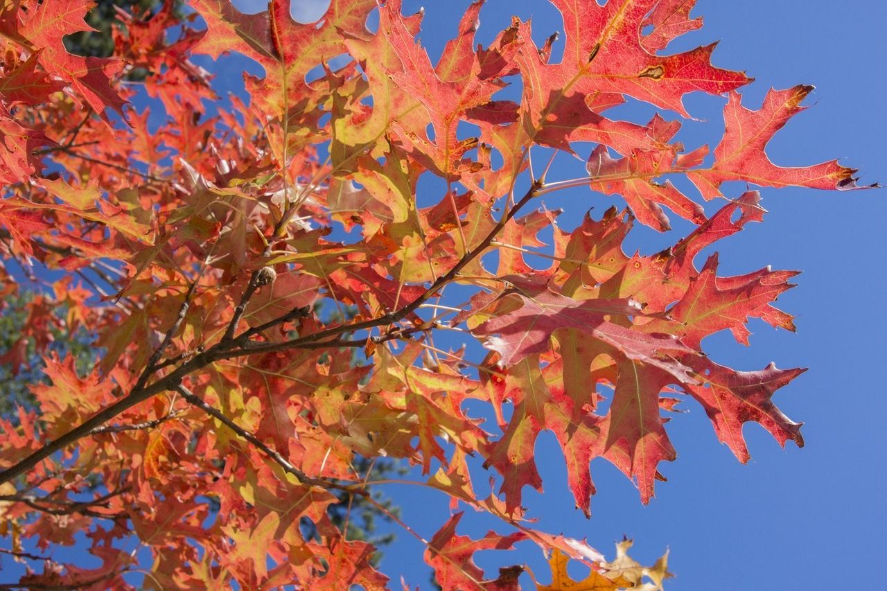 Red Leaves On A Pin Oak Tree