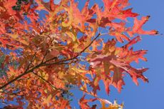 Red Leaves On A Pin Oak Tree