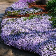 Creeping Phlox Phlox subulata 'Emerald Blue ice', spilling over a curb in the springtime - Image ID: 2F97K69