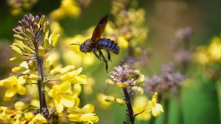 how to get rid of carpenter bees: large carpenter bee flying in front of yellow flowers