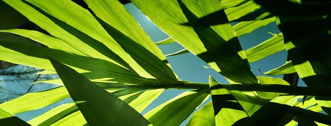 Leaves in the sun, photosynthesis, energy efficiency