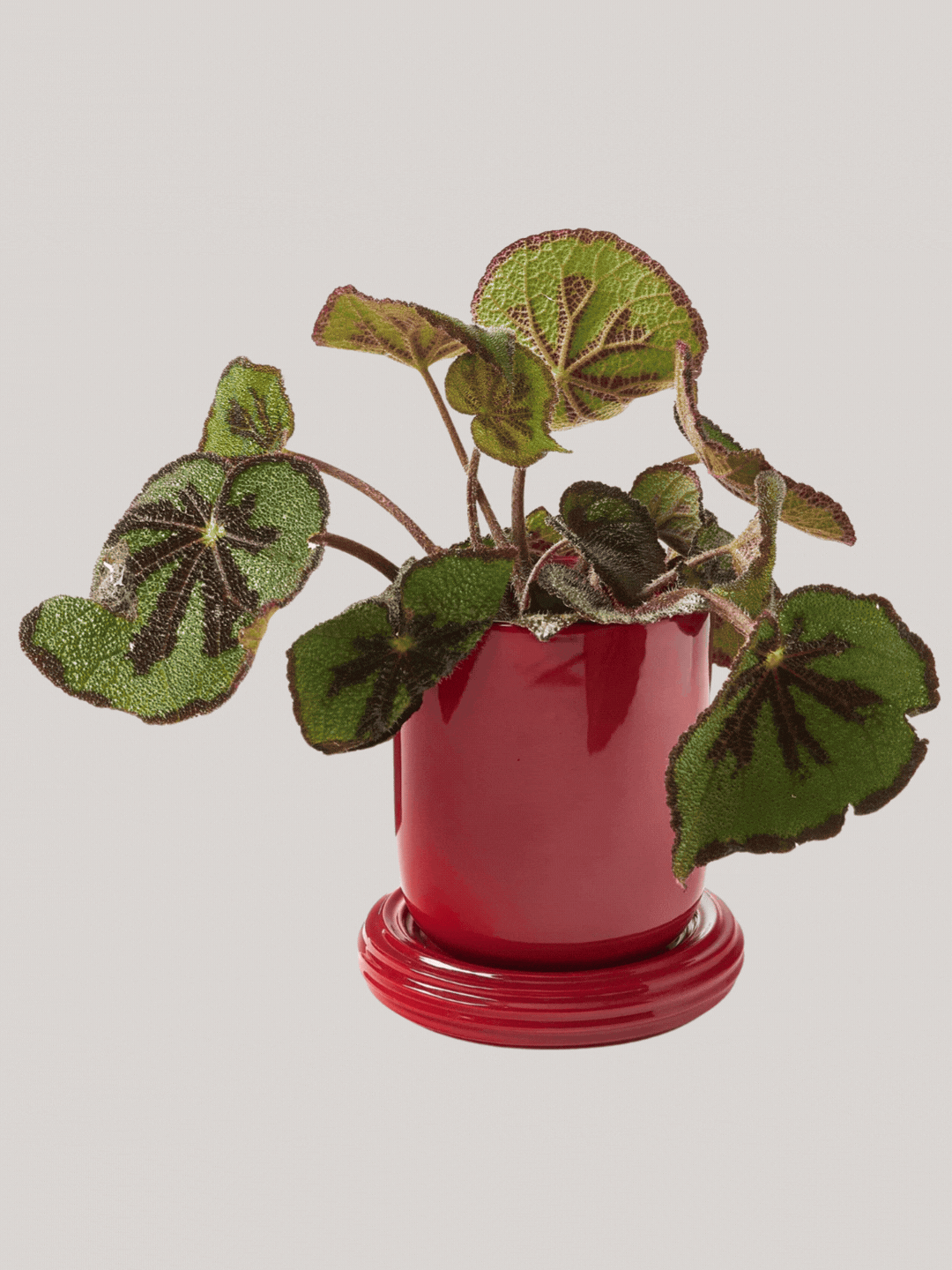 A red planter and saucer from Westwing