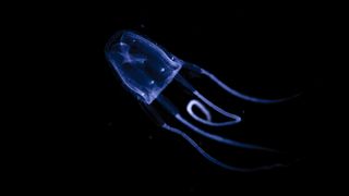 A blue jellyfish swimming through black water.