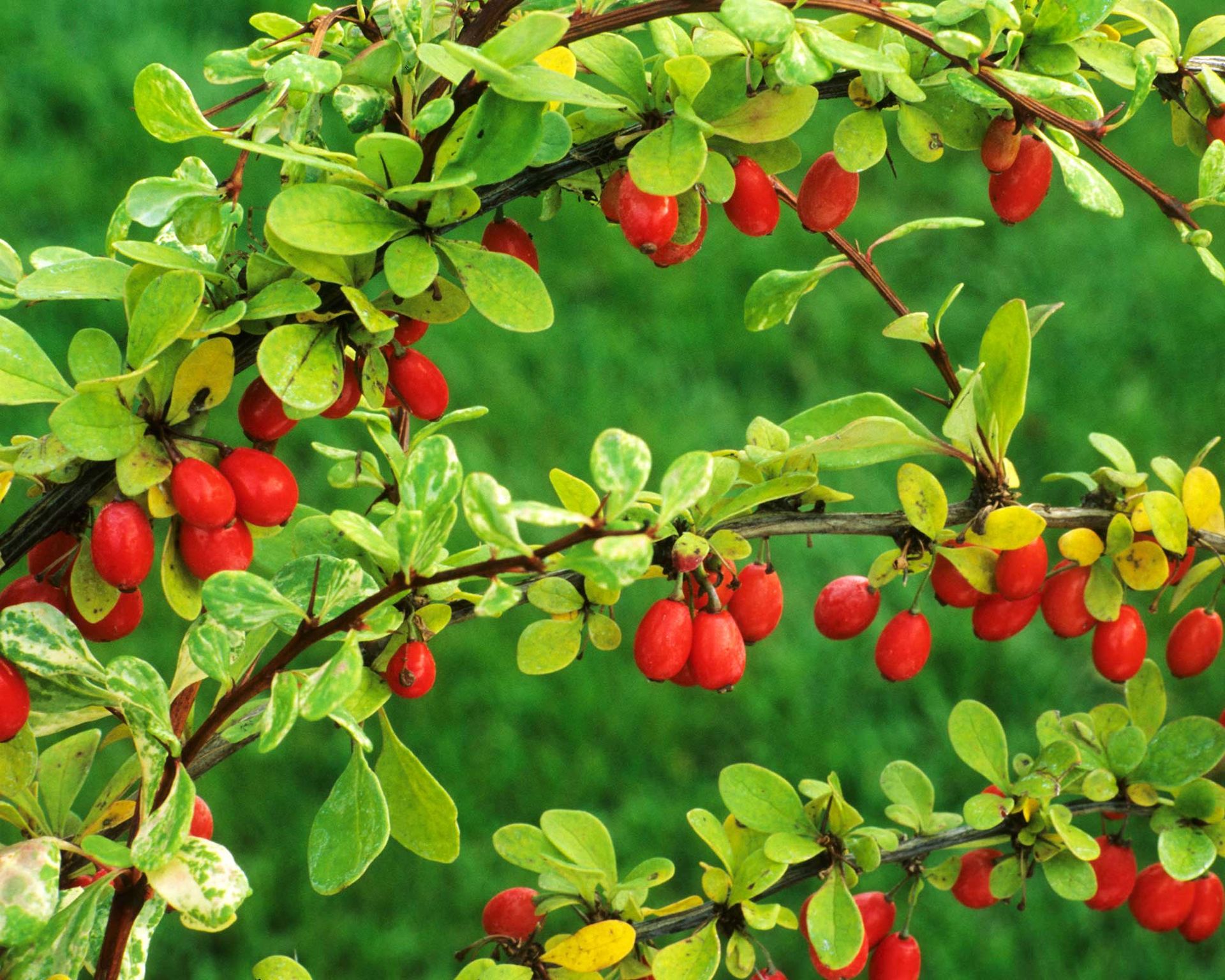 Barberry Care And Growing Guide How To Look After Berberis Gardeningetc