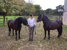 windy-leo-before-hoys-e1513345155316.jpg
