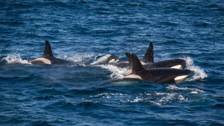 a pack of orcas