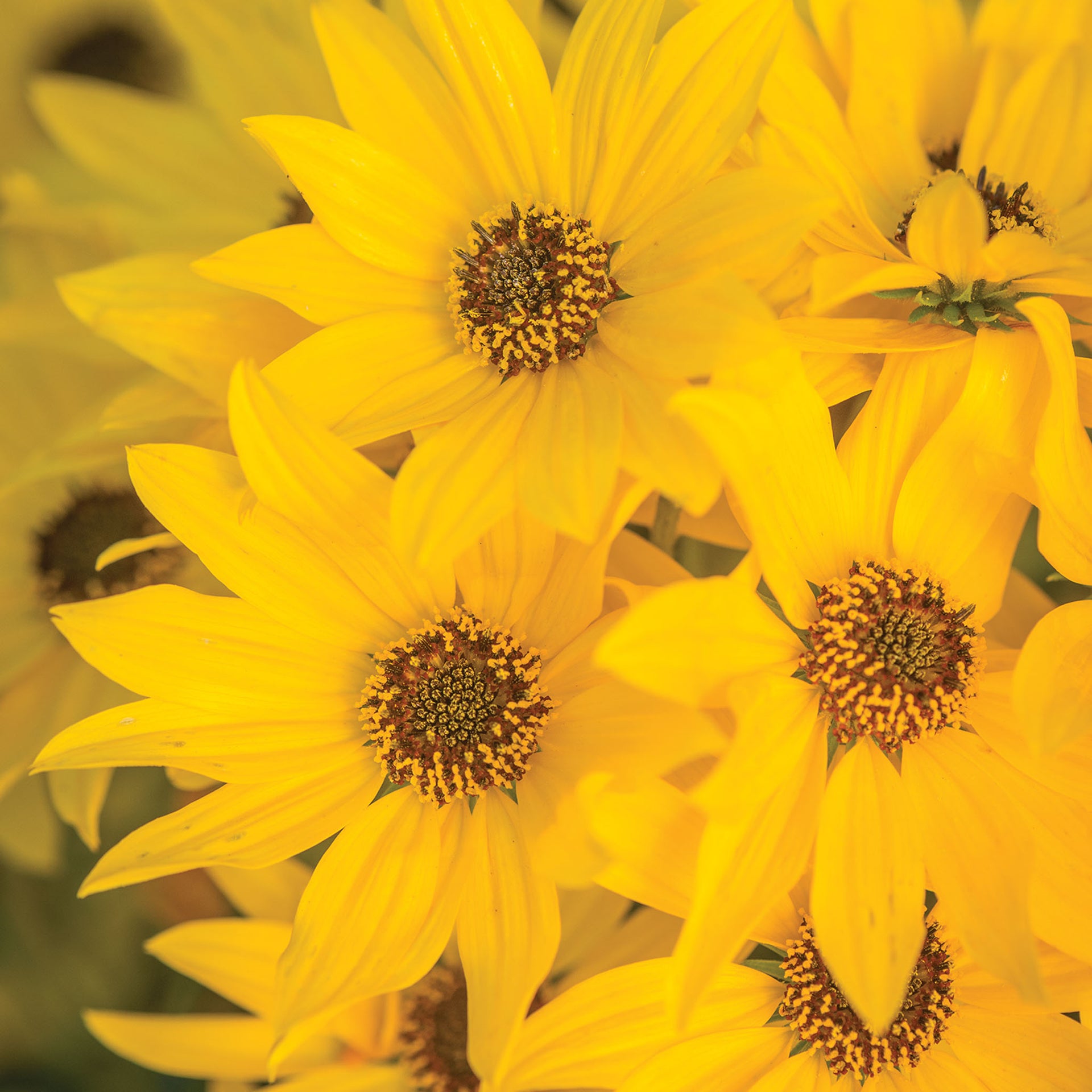 Autumn Gold Helianthus - 1 Plant
