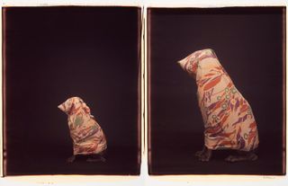 Two photos of the same dog covered in a fabric, one is smaller than the other